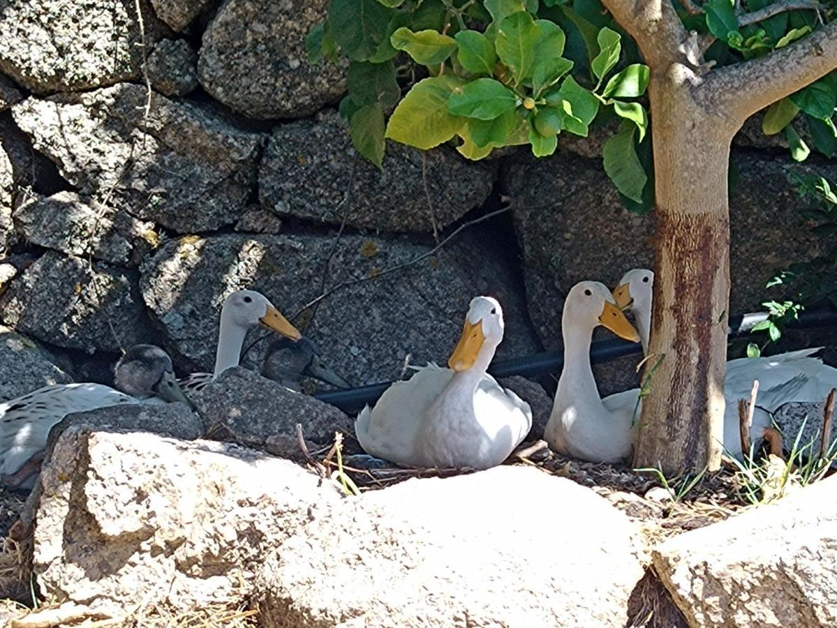 La Cera Farm Camping B&B Santa Teresa Gallura Zewnętrze zdjęcie