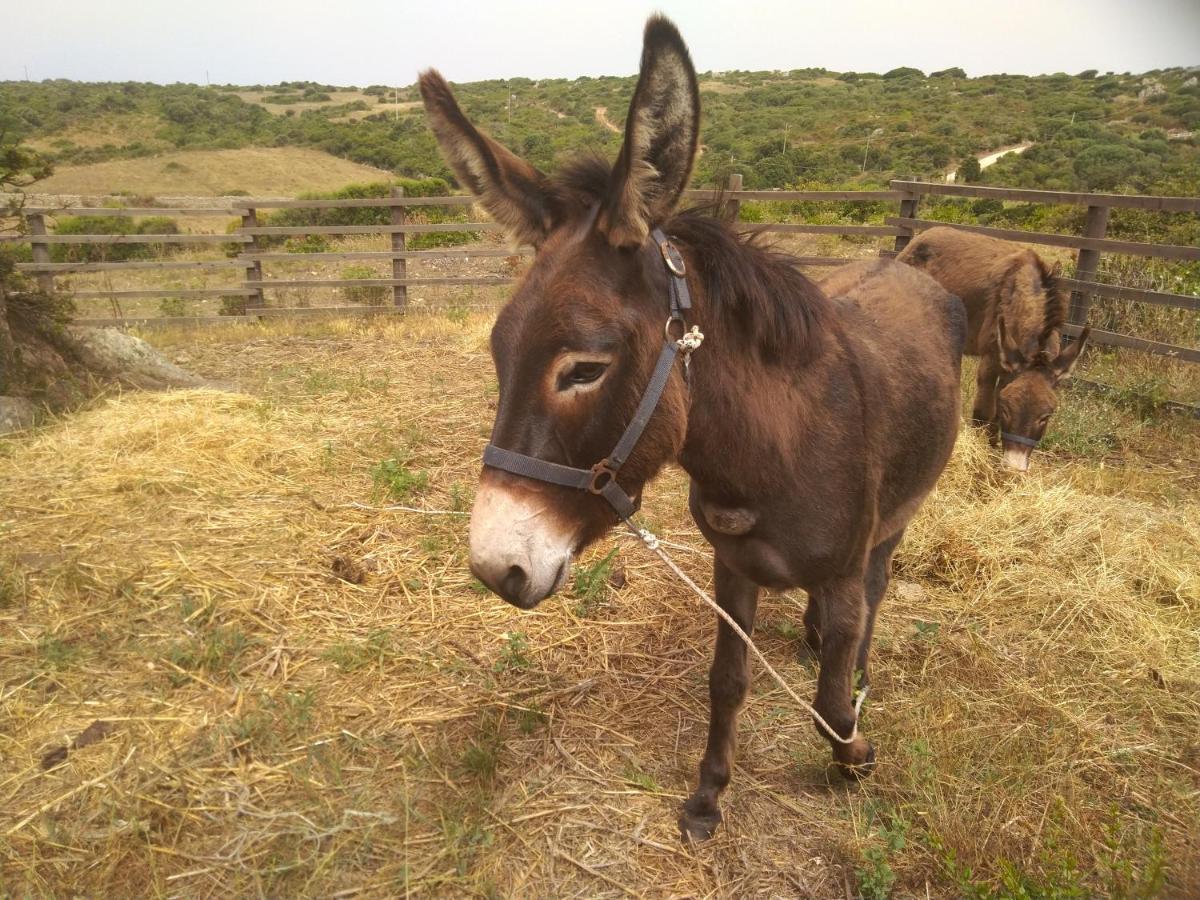 La Cera Farm Camping B&B Santa Teresa Gallura Zewnętrze zdjęcie