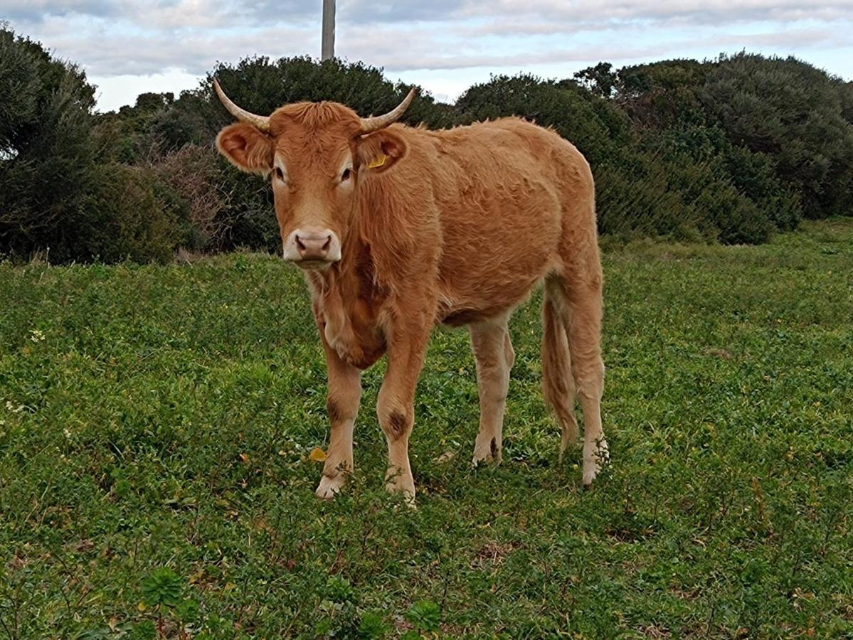 La Cera Farm Camping B&B Santa Teresa Gallura Zewnętrze zdjęcie