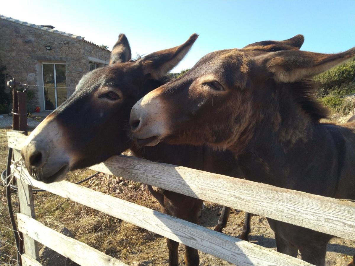 La Cera Farm Camping B&B Santa Teresa Gallura Zewnętrze zdjęcie