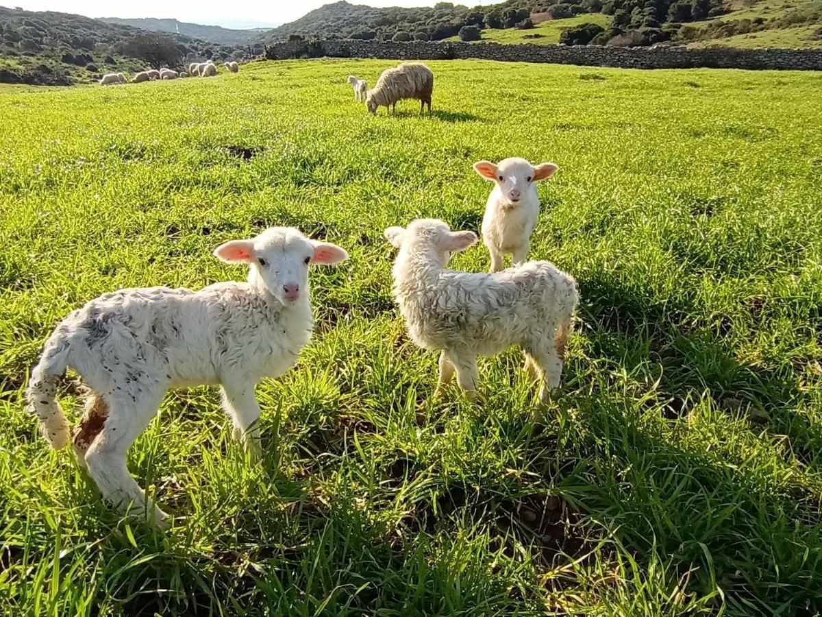 La Cera Farm Camping B&B Santa Teresa Gallura Zewnętrze zdjęcie