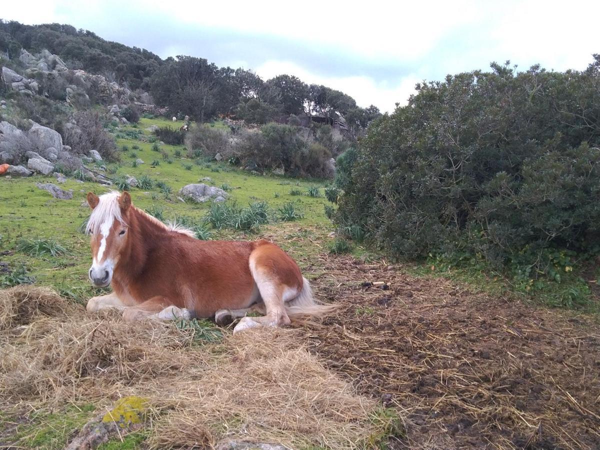 La Cera Farm Camping B&B Santa Teresa Gallura Zewnętrze zdjęcie