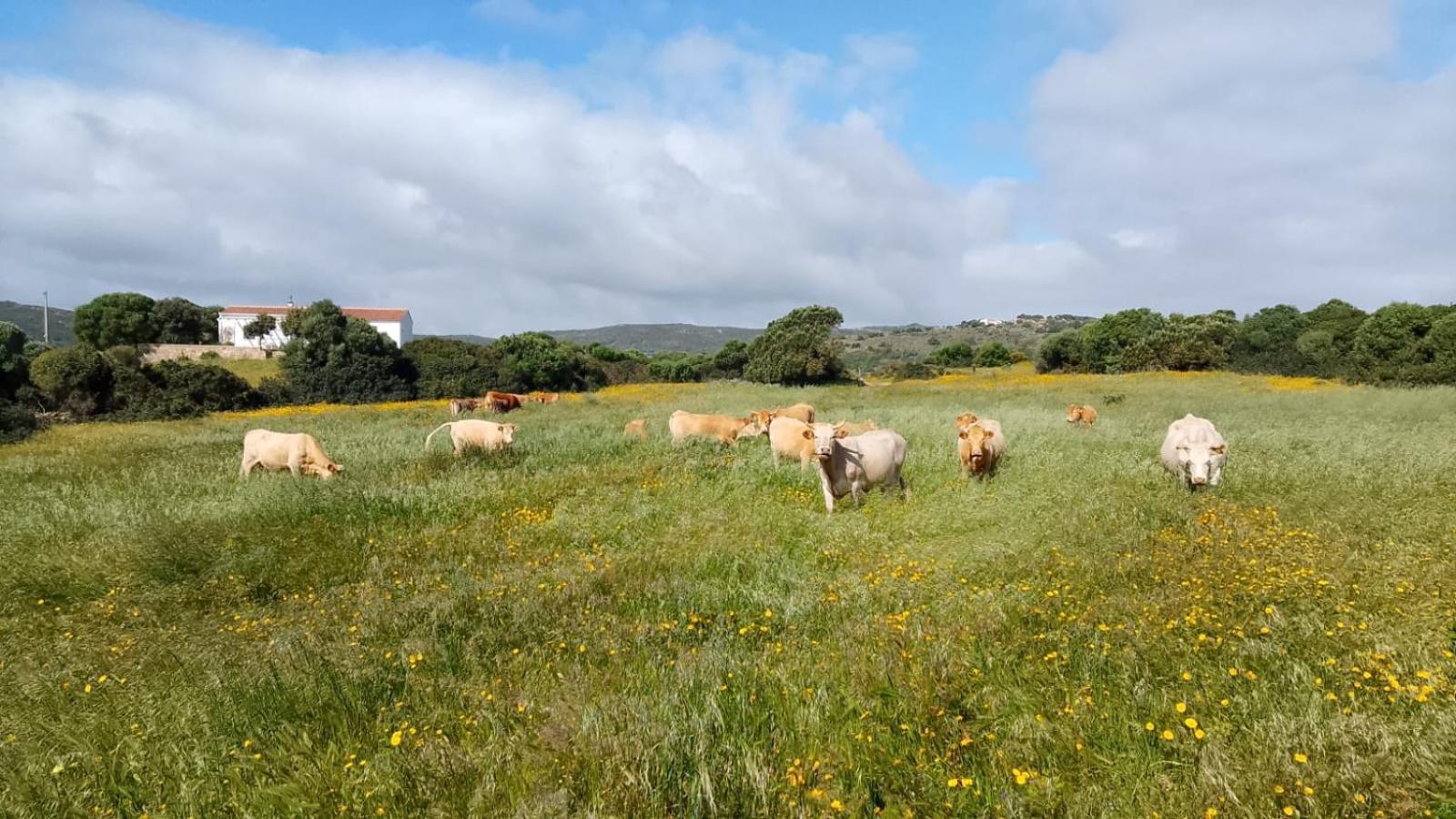 La Cera Farm Camping B&B Santa Teresa Gallura Zewnętrze zdjęcie