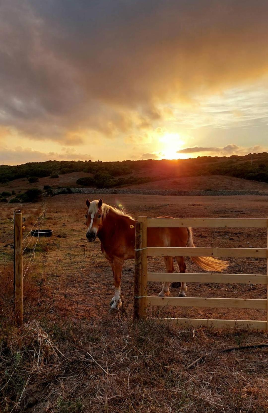 La Cera Farm Camping B&B Santa Teresa Gallura Zewnętrze zdjęcie
