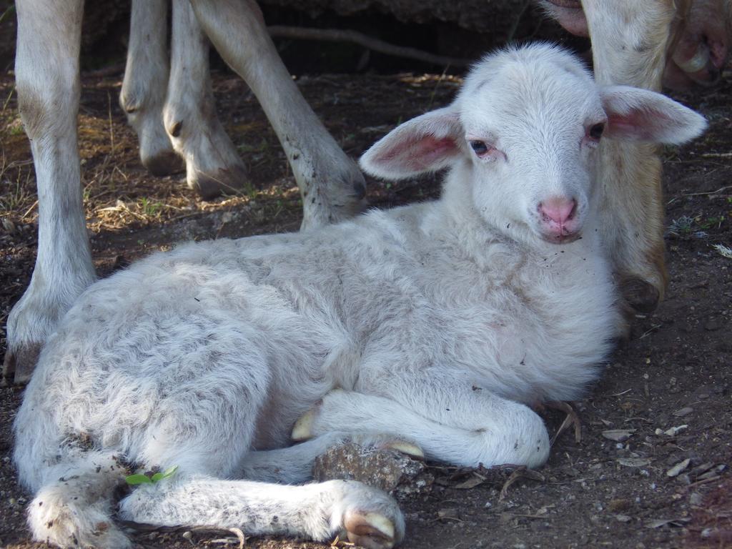 La Cera Farm Camping B&B Santa Teresa Gallura Zewnętrze zdjęcie