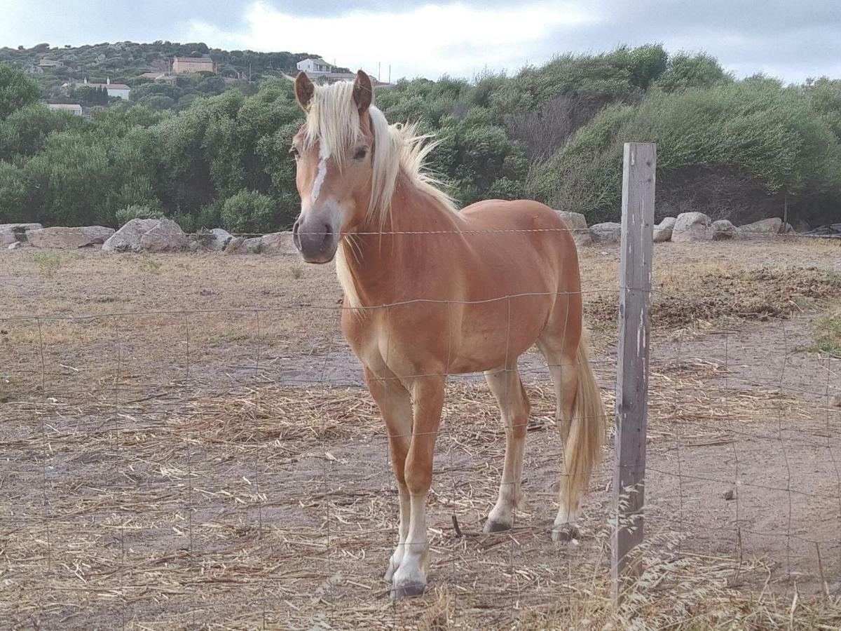 La Cera Farm Camping B&B Santa Teresa Gallura Zewnętrze zdjęcie